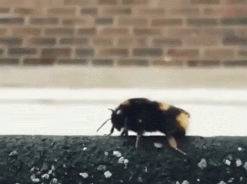 high five bees